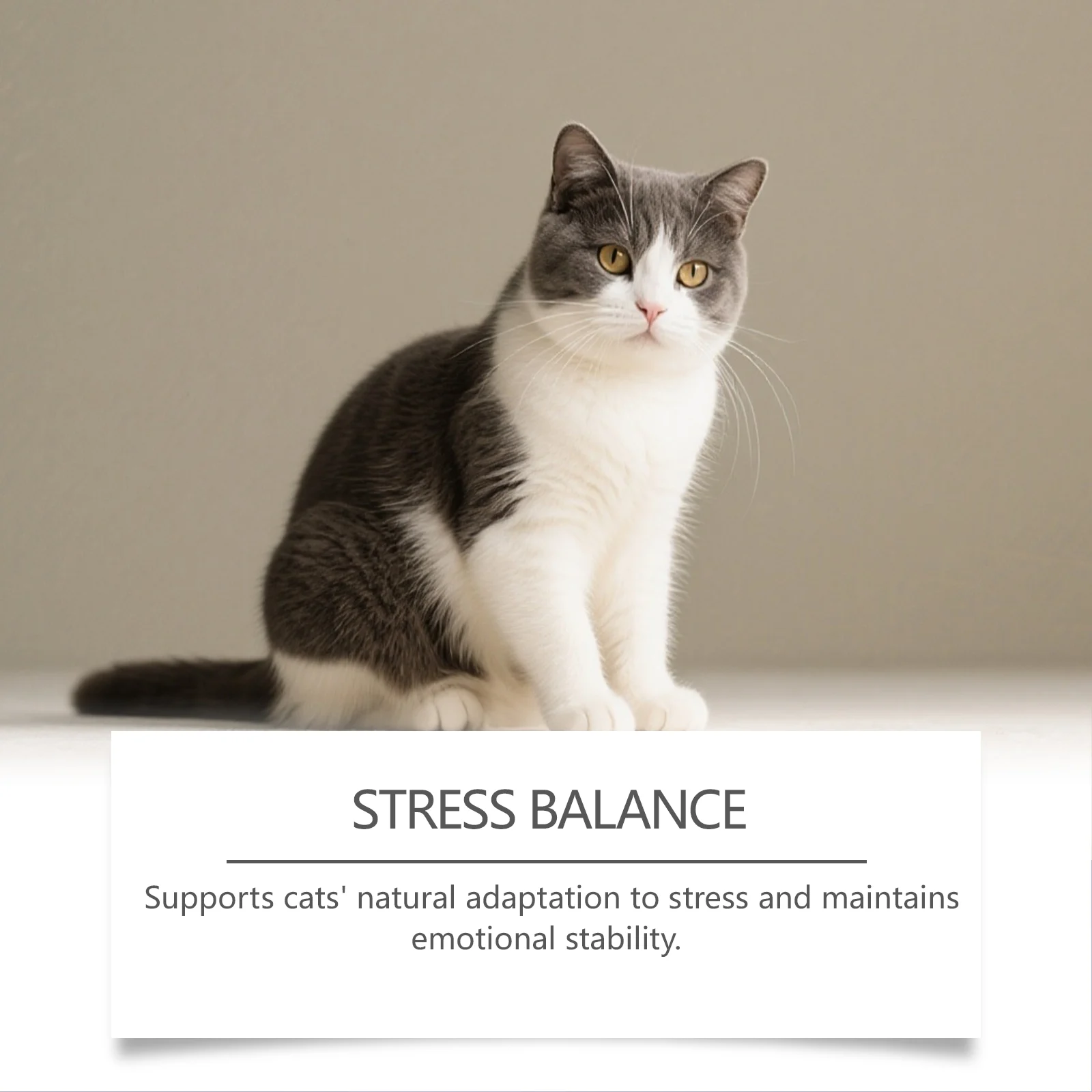 Cat Melatonin Drops 60ml for Sleep Support & Stress Relief with Valerian Root 11 cat melatonin drops 60ml kri vjs38yus desc 11